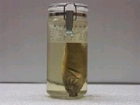 藏品(黃衣錦魚)的圖片
